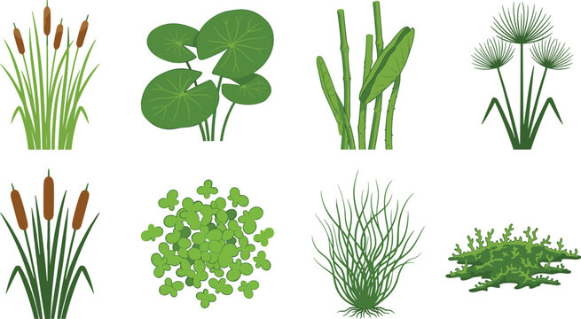 Aquatic Plant Collection Featuring Cattail, Water Lily, Reed, Papyrus, Duckweed, Eelgrass, and Algae for Botanical and Environmental Design Concepts