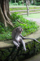 monkey in park © AnotherVijion