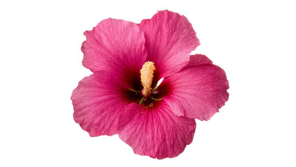 Obraz premium Isolated vibrant pink hibiscus flower with detailed petals and prominent yellow stamen on clear cutout