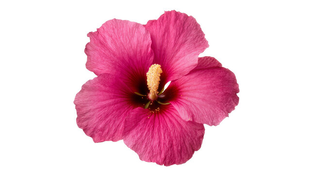 Isolated vibrant pink hibiscus flower with detailed petals and prominent yellow stamen on clear cutout