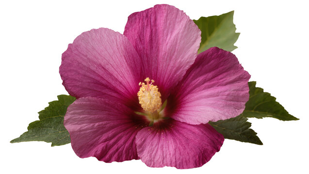 Isolated vibrant pink hibiscus flower blossom with green leaves close-up studio shot
