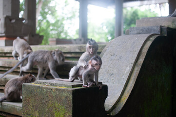 monkey in park © AnotherVijion