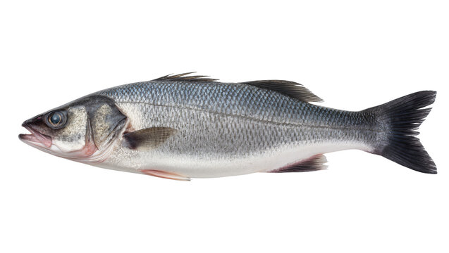Isolated fresh whole European sea bass, a raw seafood delicacy, ready for cooking