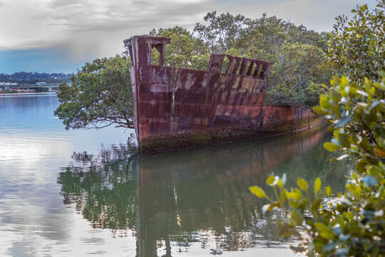 Shipwreck with forest growing out of its rusty hull on sunny morning. Wreck in located in Homebush Bay, Parramatta river, Sydney Australia.

