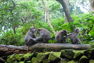 monkey in park © AnotherVijion