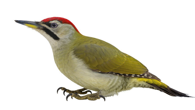 Isolated vibrant European green woodpecker, a beautiful bird in profile, wild animal