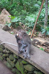 Fototapeta premium monkey in park