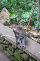 monkey in park © AnotherVijion