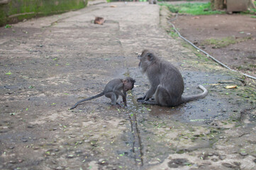 monkey in park © AnotherVijion
