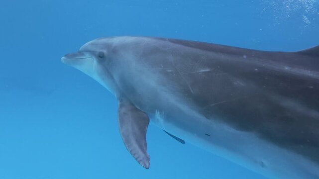 Slow Motion - group of bottlenose dolphins swim leisurely beneath surface of blue water at morning light. Close-up of pod of dolphins swim curiously alongside camera, posing and watching snorkeller