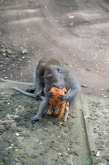 monkey in park © AnotherVijion
