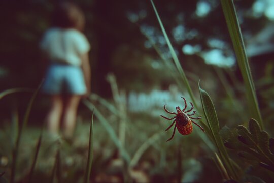 Close-up of a tick on grass with a blurred child in shorts standing in the background, showcasing the natural environment and potential health concerns