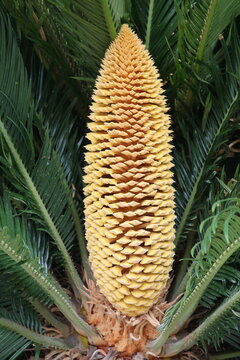 Male flower of a cycad
