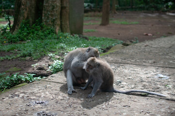 monkey in park © AnotherVijion