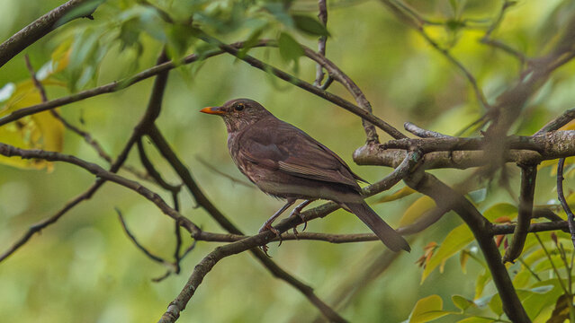 Młody kos (Turdus merula) siedzący na gałęzi drzewa w bujnym lesie. Młody ptak prezentuje miękkie, brązowe upierzenie i naturalne środowisko leśne, uchwycone w naturalnym świetle dziennym.