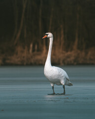 Pełen gracji łabędź (Cygnus) stojący na zamarzniętym lodzie w mroźny zimowy dzień. Elegancki, biały ptak kontrastuje z oblodzoną powierzchnią, tworząc spokojną, zimową scenerię. © Kamil