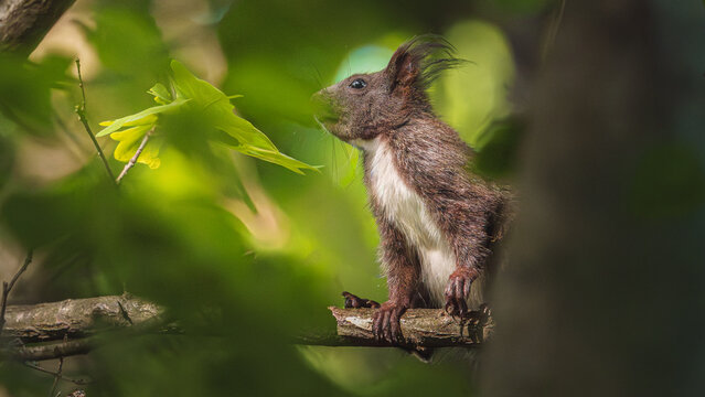 Wiewi&oacute;rka ruda (Sciurus vulgaris) siedzi na gałęzi drzewa, otoczona zielonymi liśćmi, w naturalnym środowisku leśnym. To urocze leśne zwierzątko uchwycone jest wśr&oacute;d gęstej roślinności