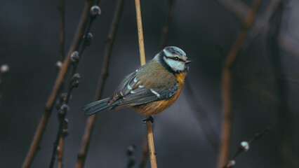 Modraszka (Cyanistes caeruleus) siedząca na gałęzi drzewa w naturalnym środowisku leśnym. Ten mały, kolorowy ptak śpiewający  © Kamil
