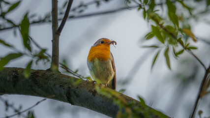 Rudzik europejski (Erithacus rubecula) siedzi na gałęzi drzewa wśród bujnej zieleni liści, trzymając w dziobie ofiarę. Uchwycony w naturalnym leśnym środowisku, © Kamil