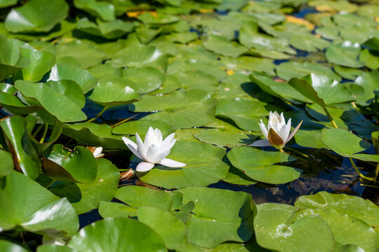 Two white water lilies surrounded by green lily pads