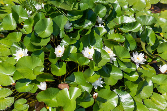 White water lilies blooming across pond surface