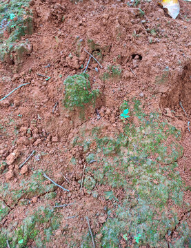 Red clay soil texture background with green moss and small sprout close-up