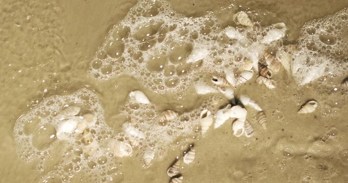 Slow motion view of shells on the beach with waves crashing gently