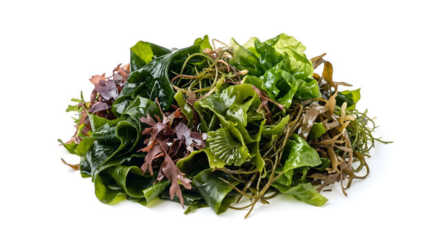 Fresh variety of organic seaweed mix with green, red and brown algae isolated on white background