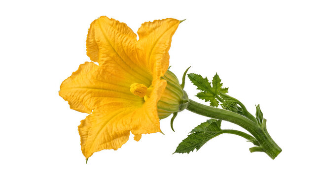 Single bright yellow zucchini blossom flower with green stem and leaves isolated on white background