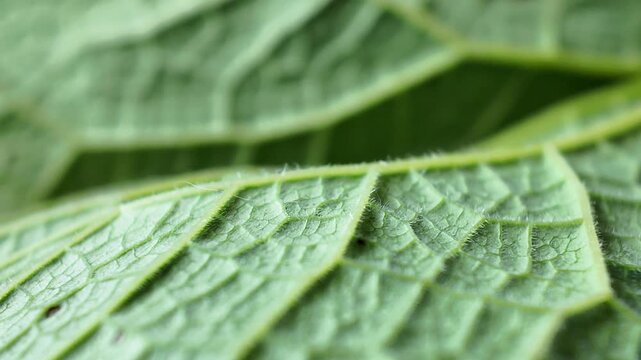 Slow macro camera movement over green leaf surface revealing detailed veins, natural texture and organic patterns. Ideal botanical background, nature B-roll and educational plant footage.