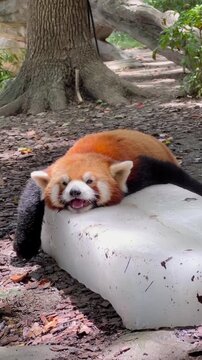red panda sleeping on the ground