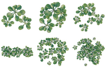 Fototapeta premium Set of Mazus pumilus tree plan, top view, cutout, transparent background, isolate, Detailed Botanical Illustrations of Green Plants with Delicate Flowers - Perfect for Design Elements