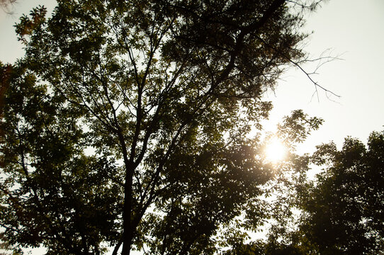 sun in the forest