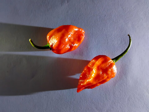 Two vibrant hot habanero peppers on gray background