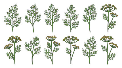 Fototapeta premium Premium Dill Botanical Collection Isolated on White Background