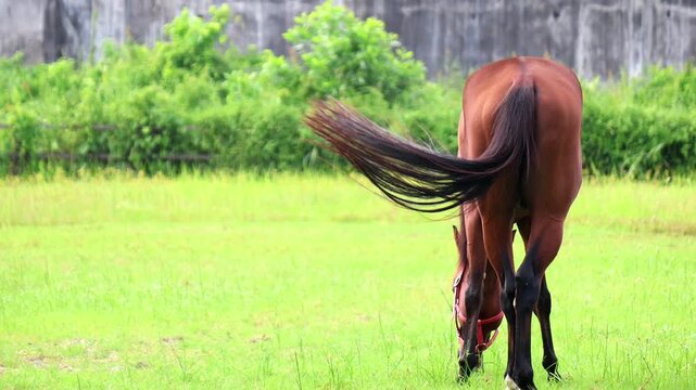 ​A brown horse wearing a red halter stands and grazes peacefully on fresh green grass in an open meadow field.
