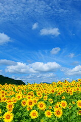 Fototapeta premium 夏空に向かうひまわり。遠野、岩手、日本。8月中旬。