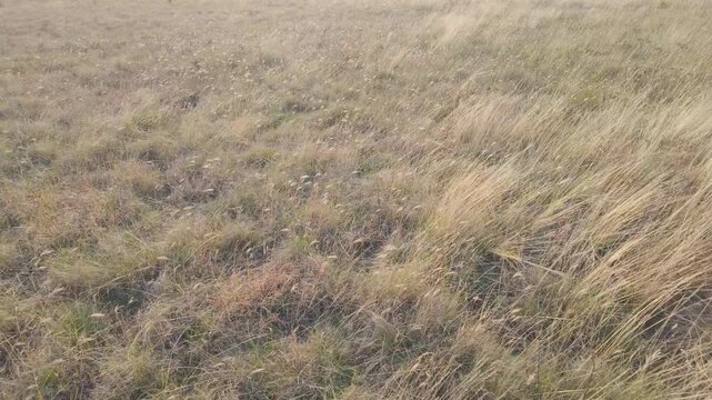 Сamera moving forward over tall grass in steppe, grasses swaying in wind, close-up. Natural autumn scene with steppe grasses sway in breeze