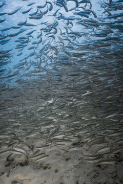 Full frame abstract background of a dense school of small baitfish swimming underwater.