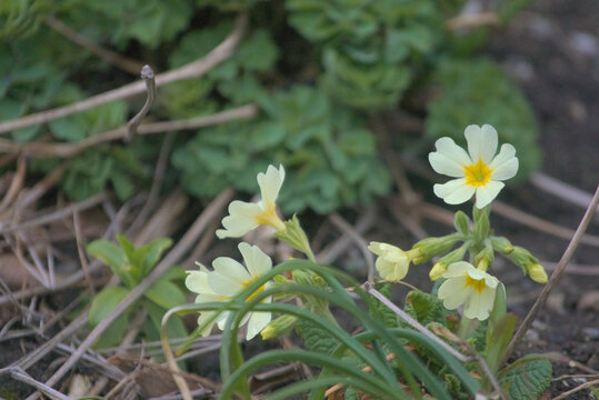 Primroses in Spring