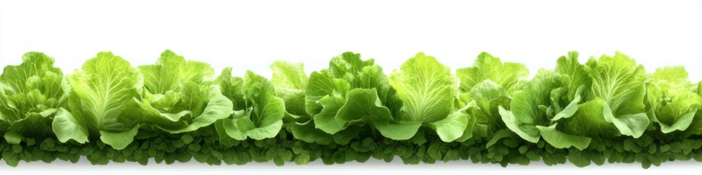 row of fresh green lettuce heads and mixed leafy greens on white background, vibrant crisp and healthy produce
