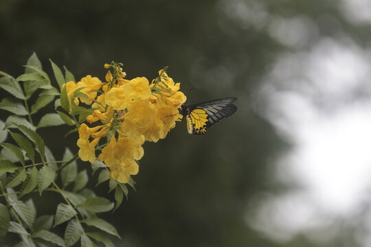 A Troides Aeacus, (butterfly) sit Tecoma Stans flower in a garden in Nakhon Sawan province north of Bangkok on July 12, 2026.