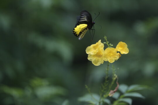A Troides Aeacus, (butterfly) sit Tecoma Stans flower in a garden in Nakhon Sawan province north of Bangkok on July 12, 2026.