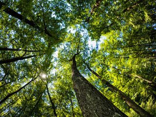 Fototapeta premium Foresta di Cerro in estate