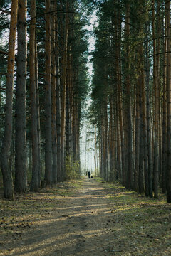Vertical Tunnel View Through Tall Pines with Distant Silhouette