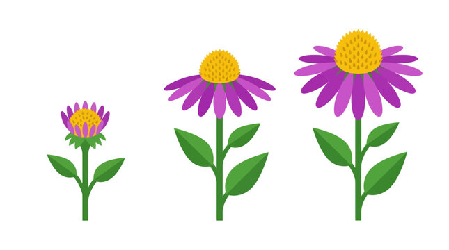 Growth stages of purple echinacea flowers in a flat vector illustration