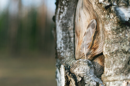 Damaged Birch Bark with Embedded Feather Shallow Focus