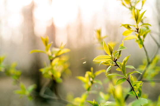 Fresh Spring Leaves in Shallow Focus with Soft Bokeh