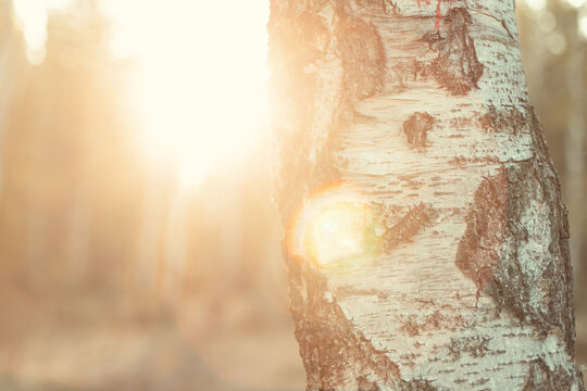 Golden Sunburst Through Birch Bark on a Fall Day