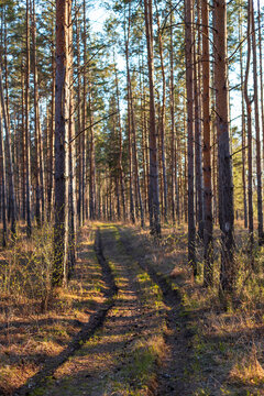 Muddy Forest Road Through Tall Pines with Tire Tracks